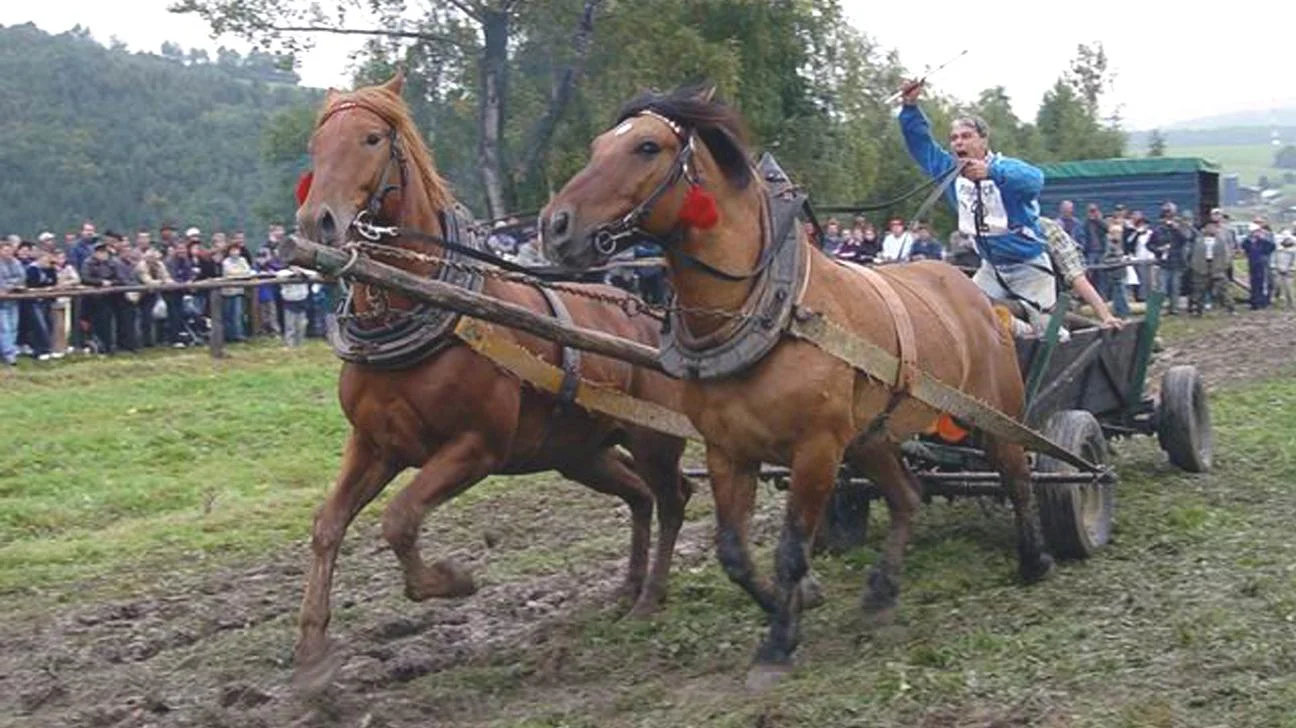 Furmanské preteky absolvuje v tomto roku 12 povozníkov