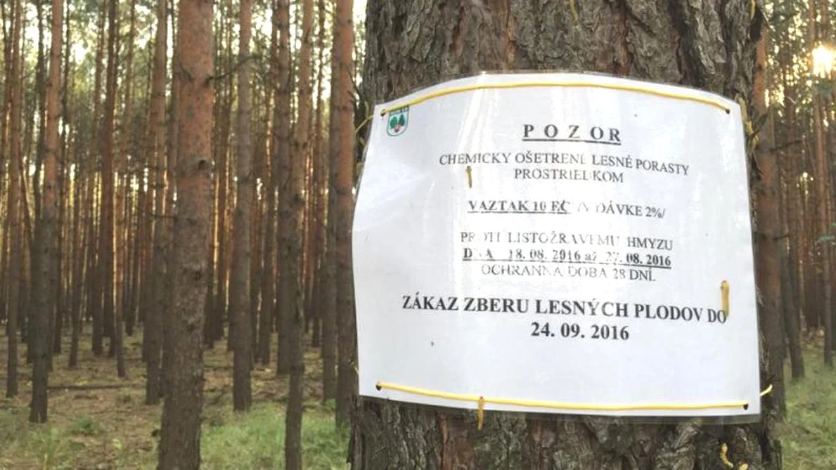 Postrek obmedzuje zber lesných plodov v časti vojenských lesov na Záhorí