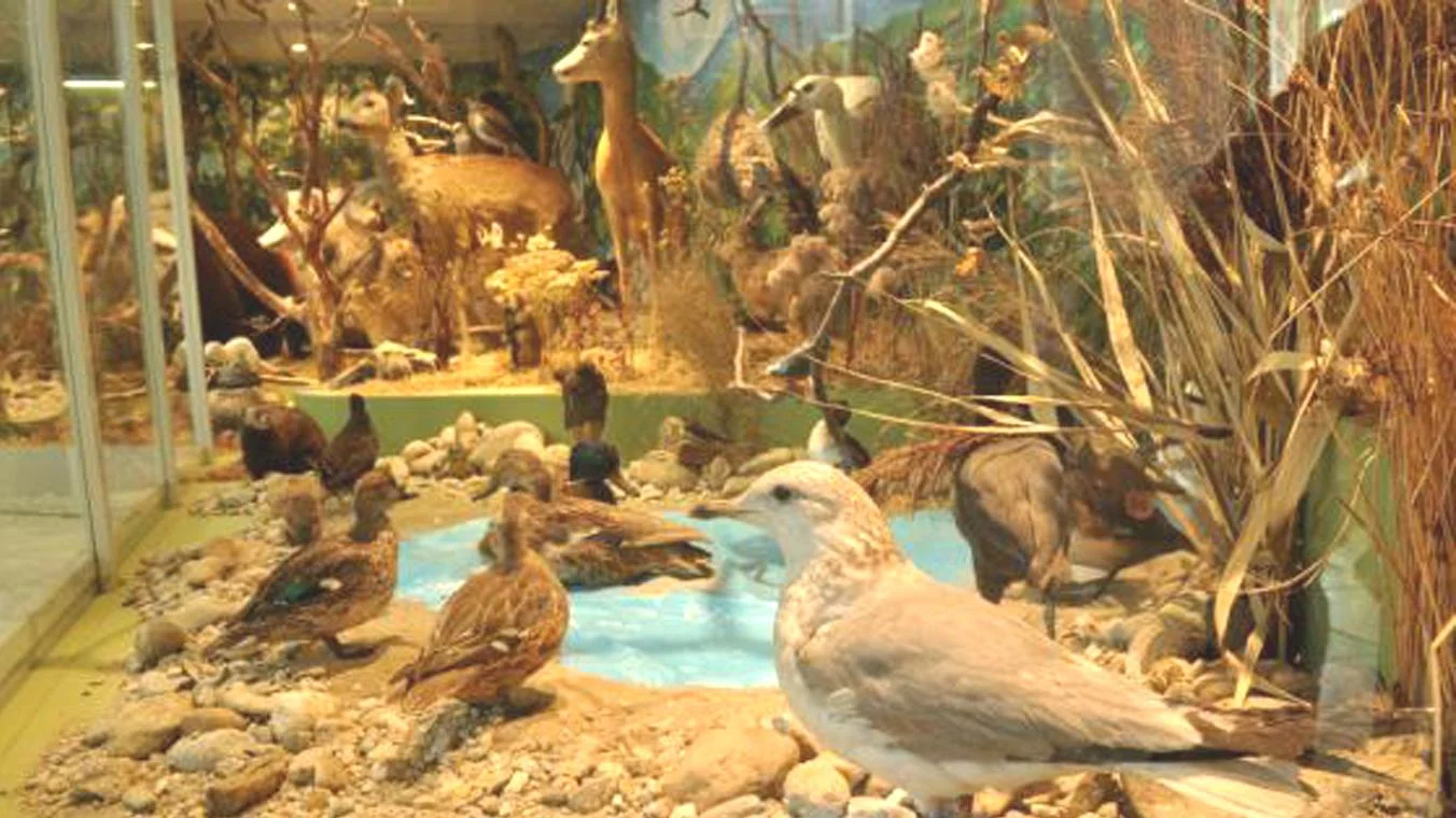 Tribečské múzeum predstavuje život v lesných a vodných biotopoch