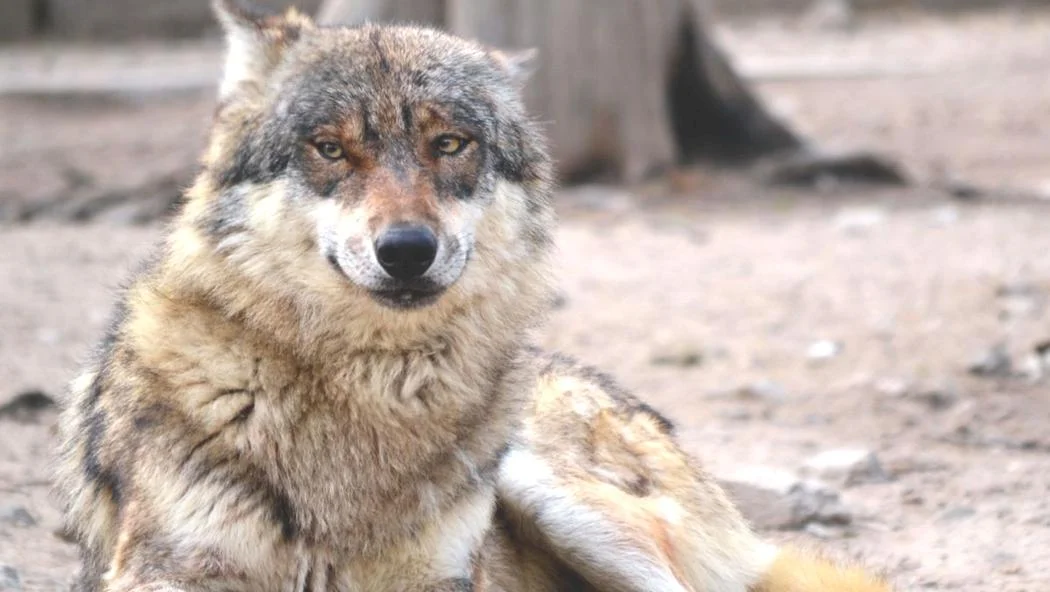 Bratislavskú ZOO čaká v novom roku otvorenie chovnej stanice pre vlky