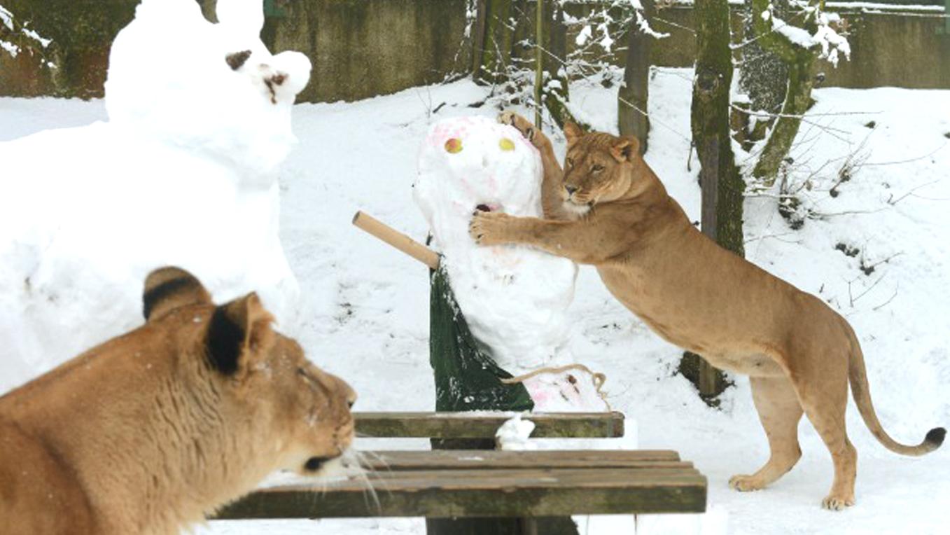 Košická ZOO sa stala členom svetovej organizácie WAZA