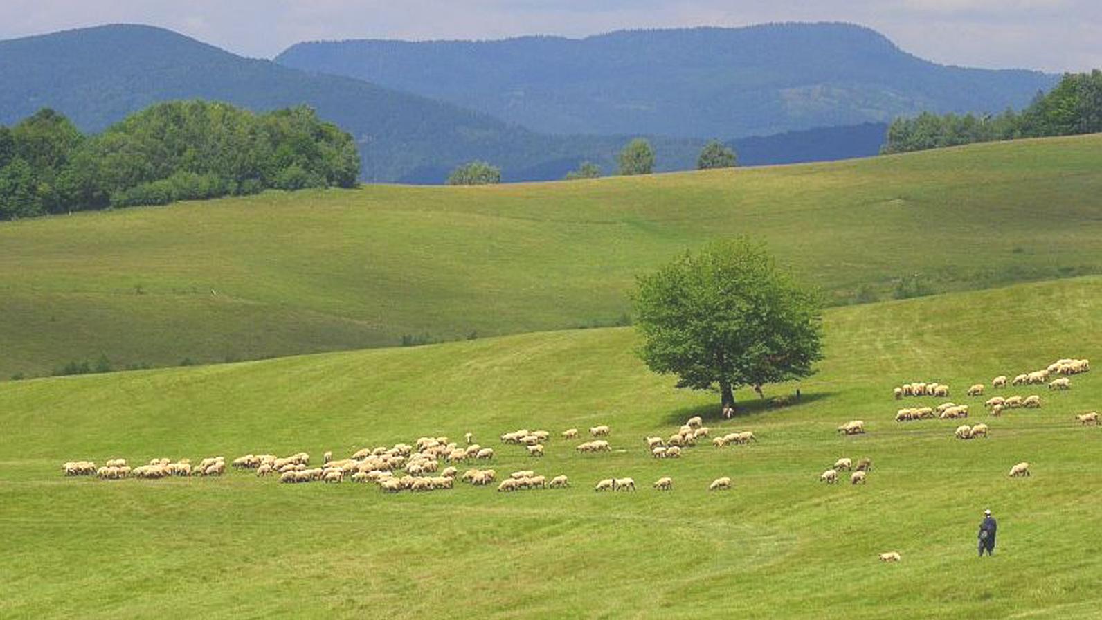 Otvorenie pasienkovej sezóny