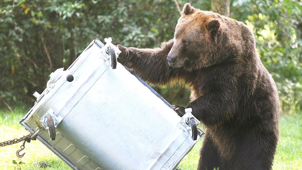 V košickej zoo testovali kontajner odolný voči medveďom