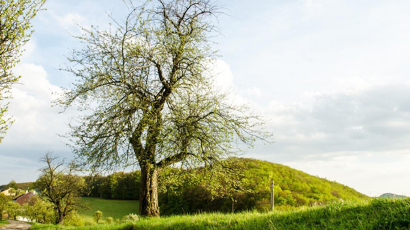 Jabloň z Bošáce je slovenský strom tohto roka