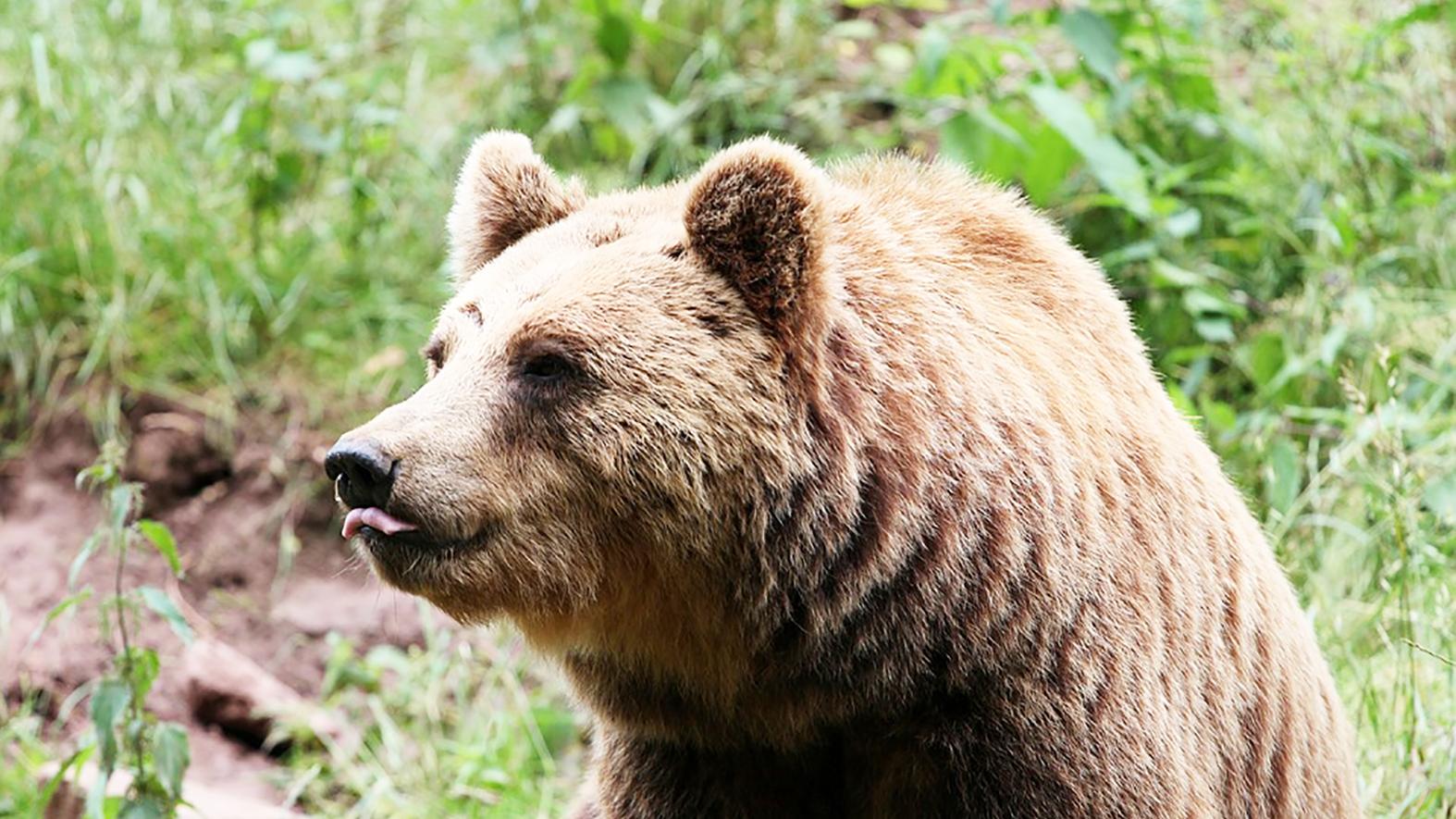 V katastri Bojníc zaznamenali poľovníci zvýšený výskyt medveďa hnedého