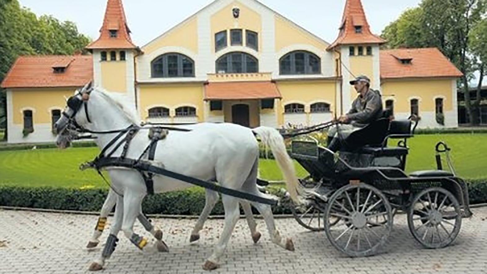 Národný žrebčín ponúka počas sviatkov prehliadky i jazdu na koči