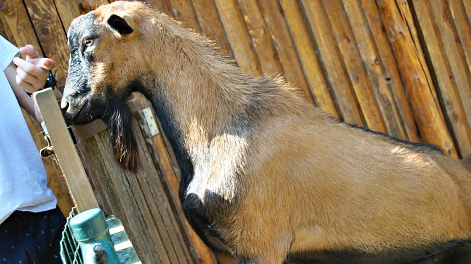 V minizoo sa pripravujú na letné tábory, pribudli v nej nové zvieratá