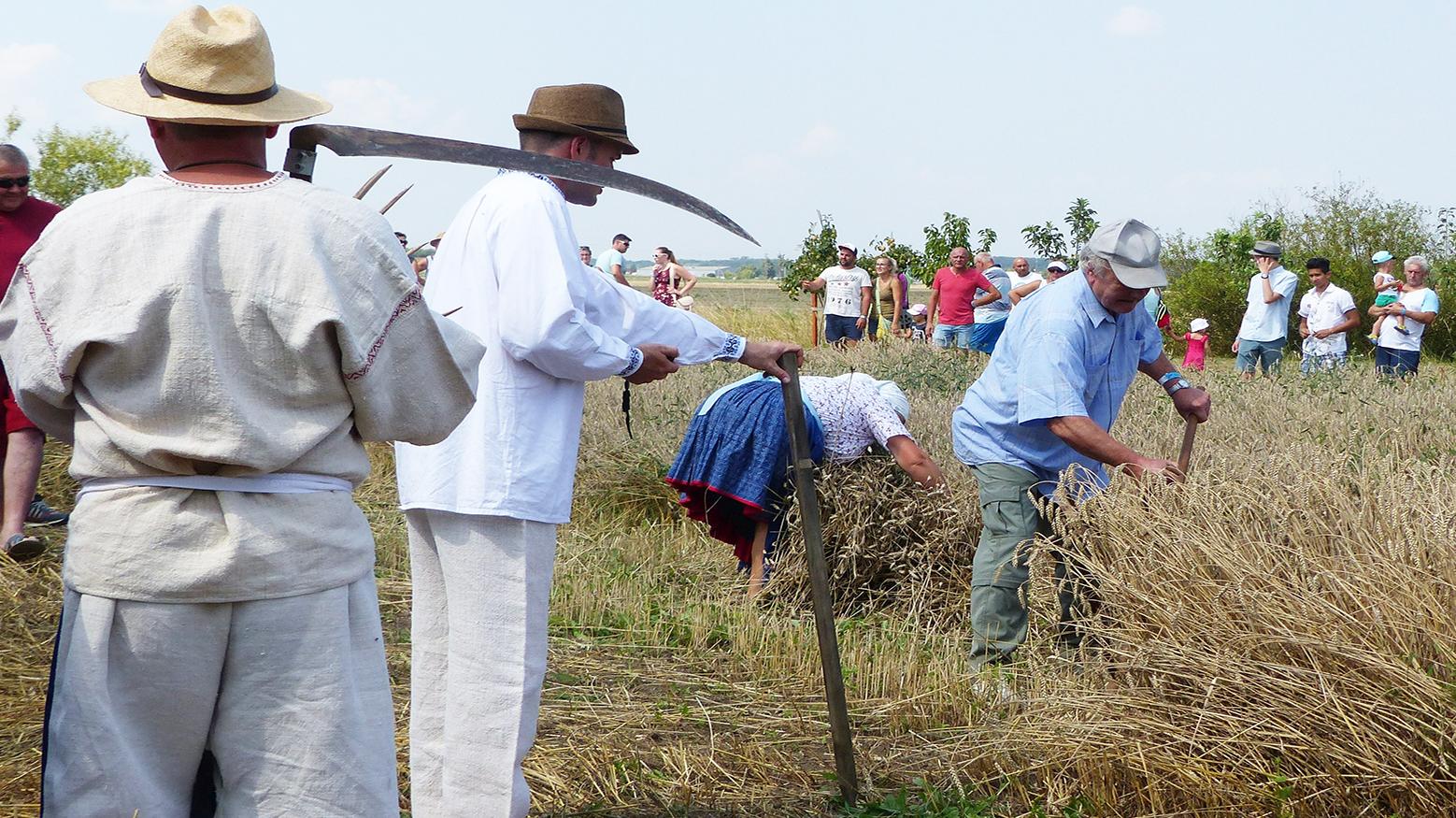 Na podujatí Vrádištské žňa boli i ukážky tradičnej žatvy a súťaž v kosení obilia