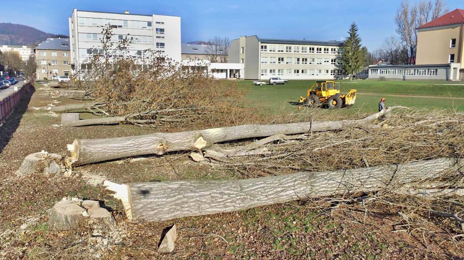 Stromy, ktoré padli za atletickú dráhu, budú nahradené novou zeleňou