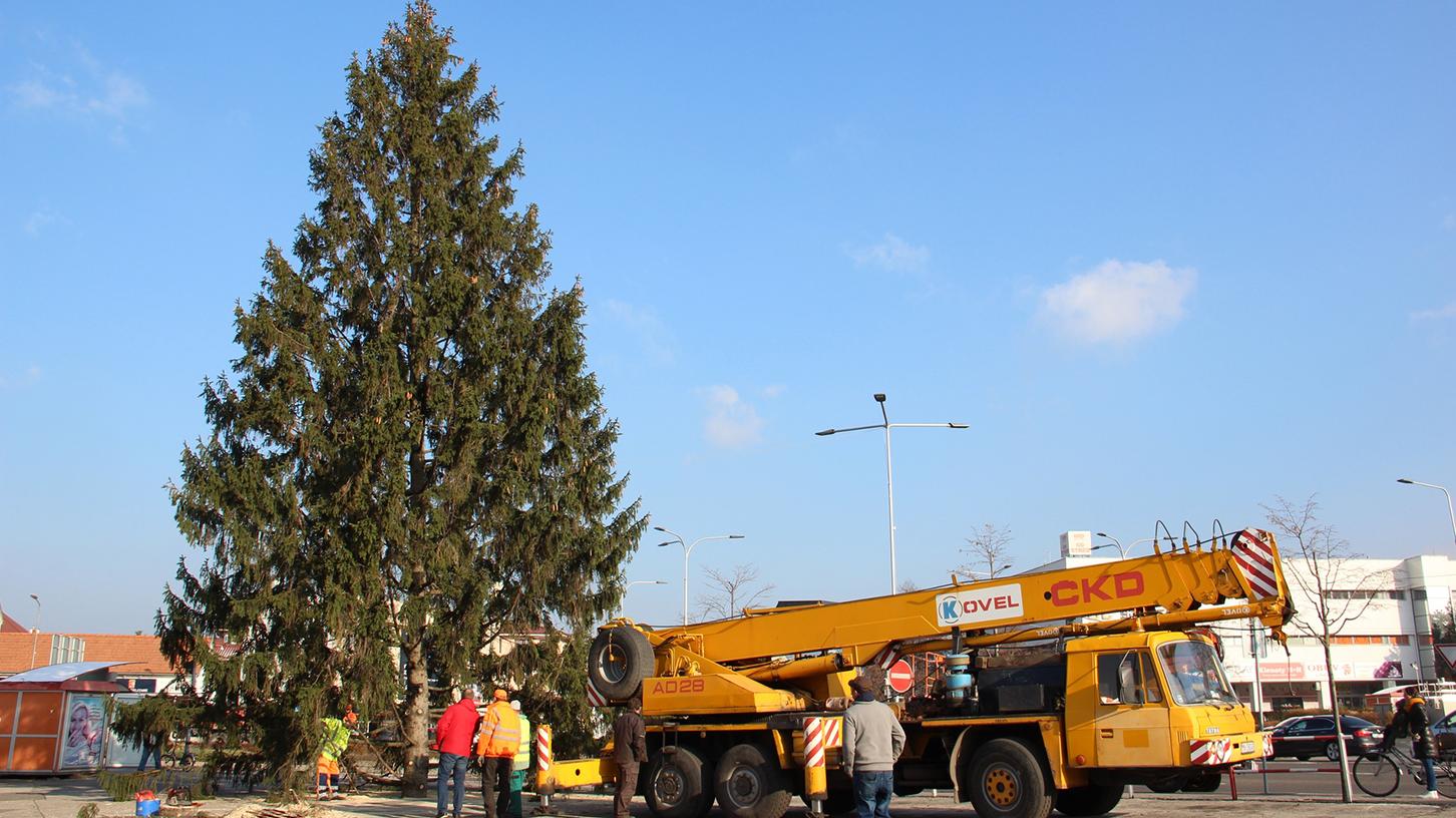 Vianočným stromom Malaciek je devätnásťmetrový smrek