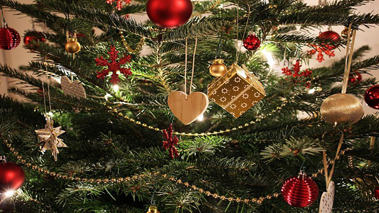 Počas decembra lesníci prinesú do domovov stovky vianočných stromčekov