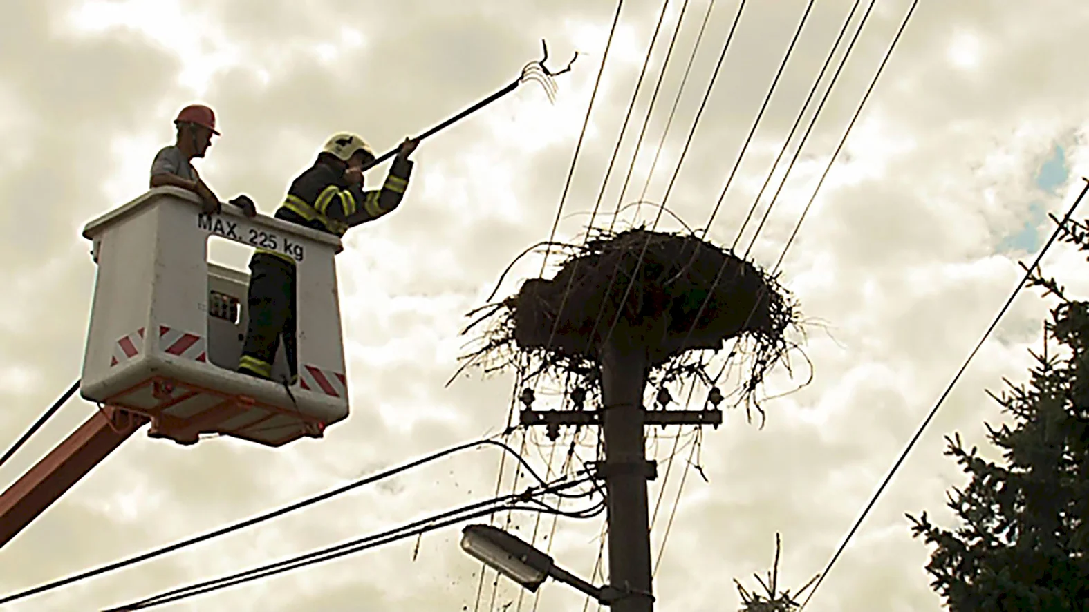 Nové prvky na elektrickom vedení by mali zamedziť úhynu bocianov