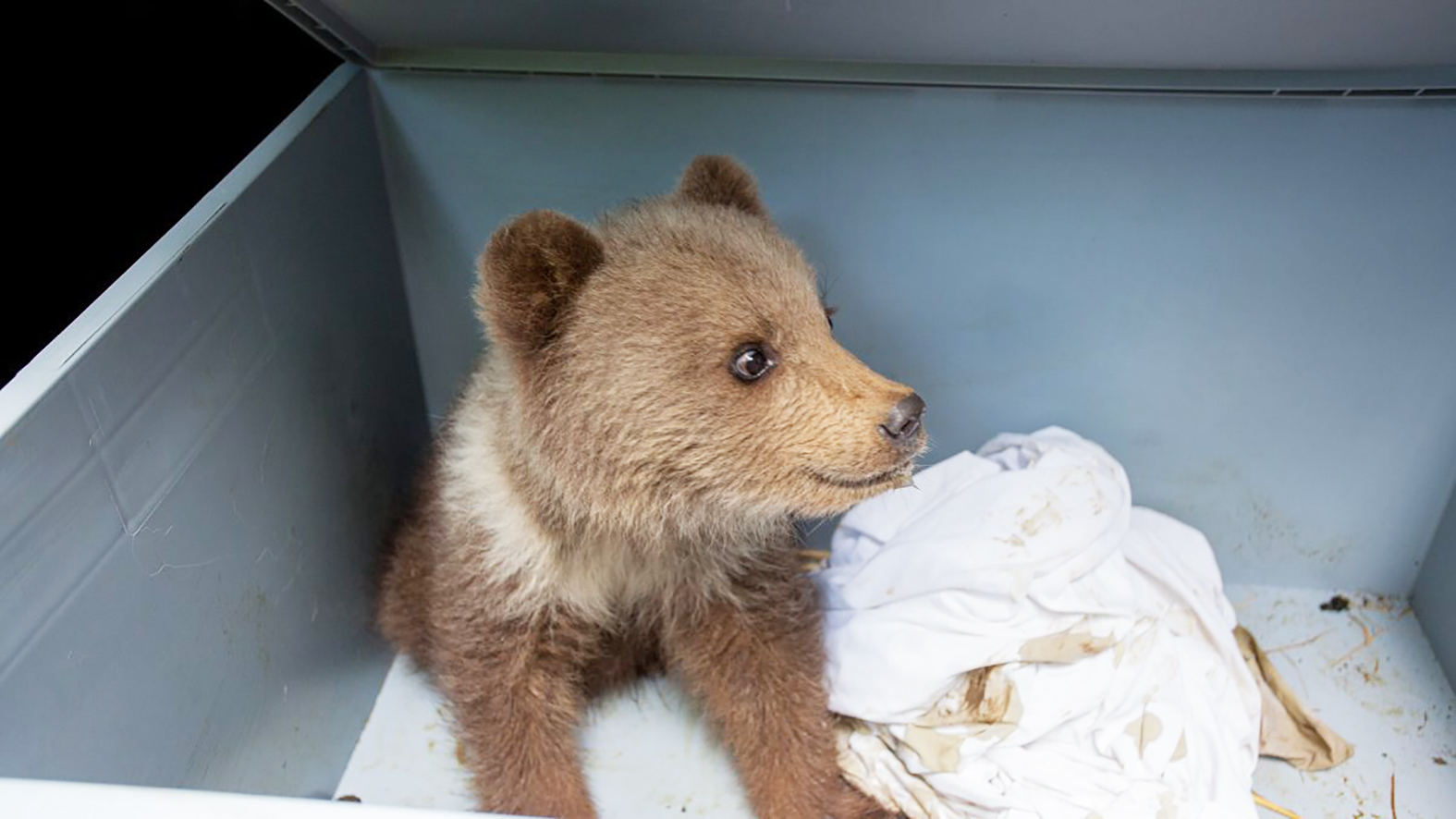 V Národnom parku Veľká Fatra úspešne adoptovali osirelé medvieďa