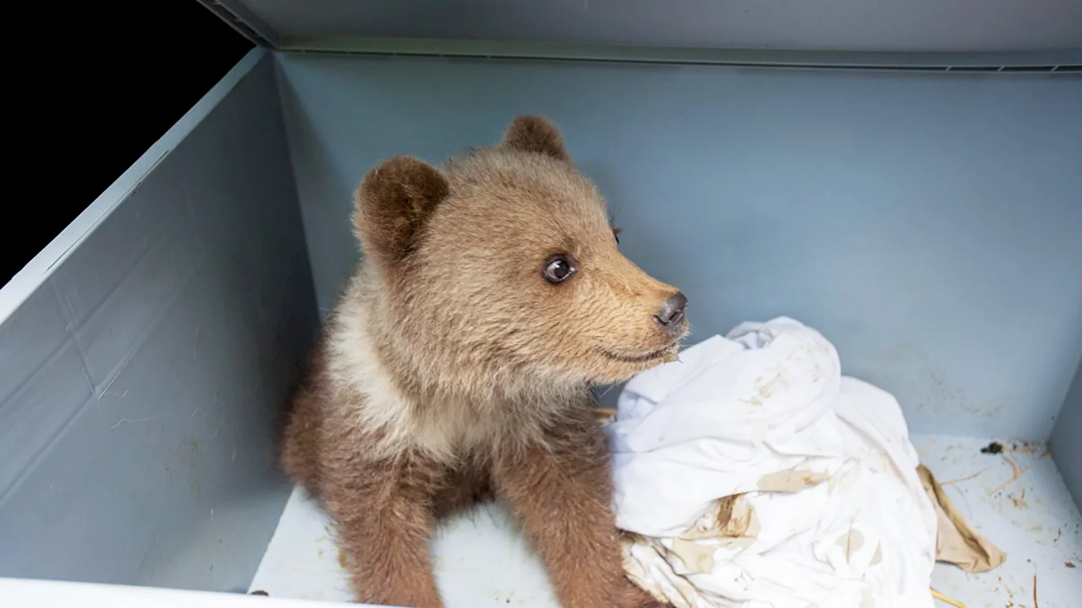 V Národnom parku Veľká Fatra úspešne adoptovali osirelé medvieďa