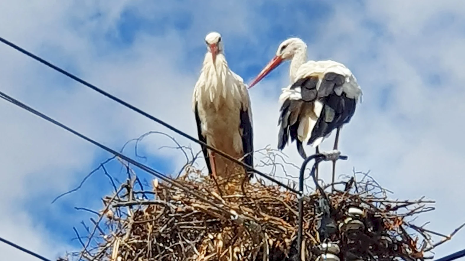 Bociany sa vrátili do Rakova po 49 rokoch
