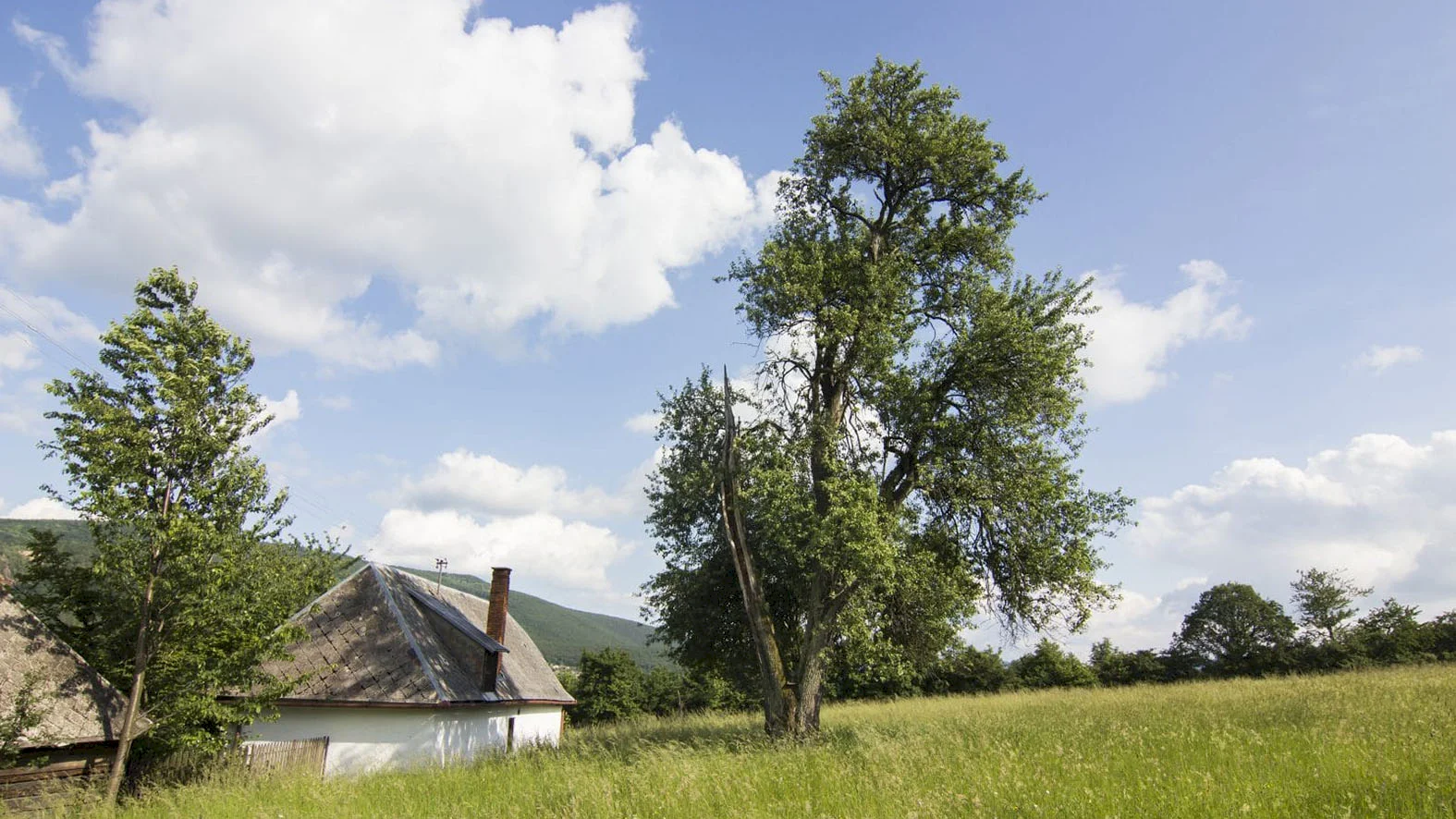 Žiaci škôl si vďaka hlasovaniu o Strom roka môžu skrášliť svoje areály