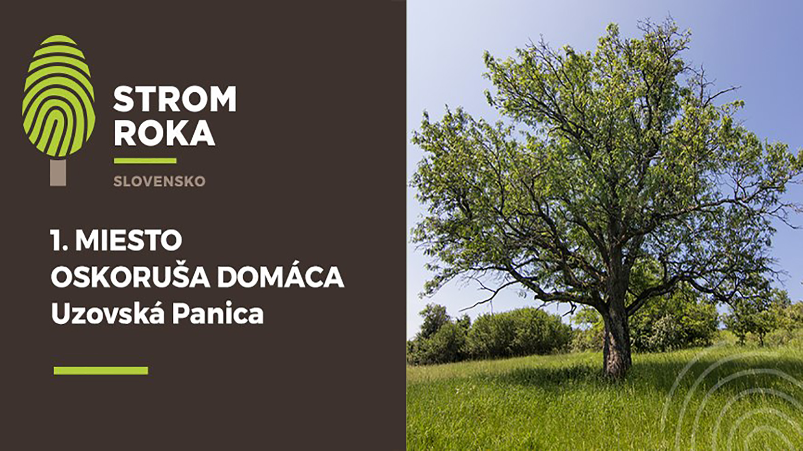 Stromom roka 2019 sa stala oskoruša domáca z Uzovskej Panice