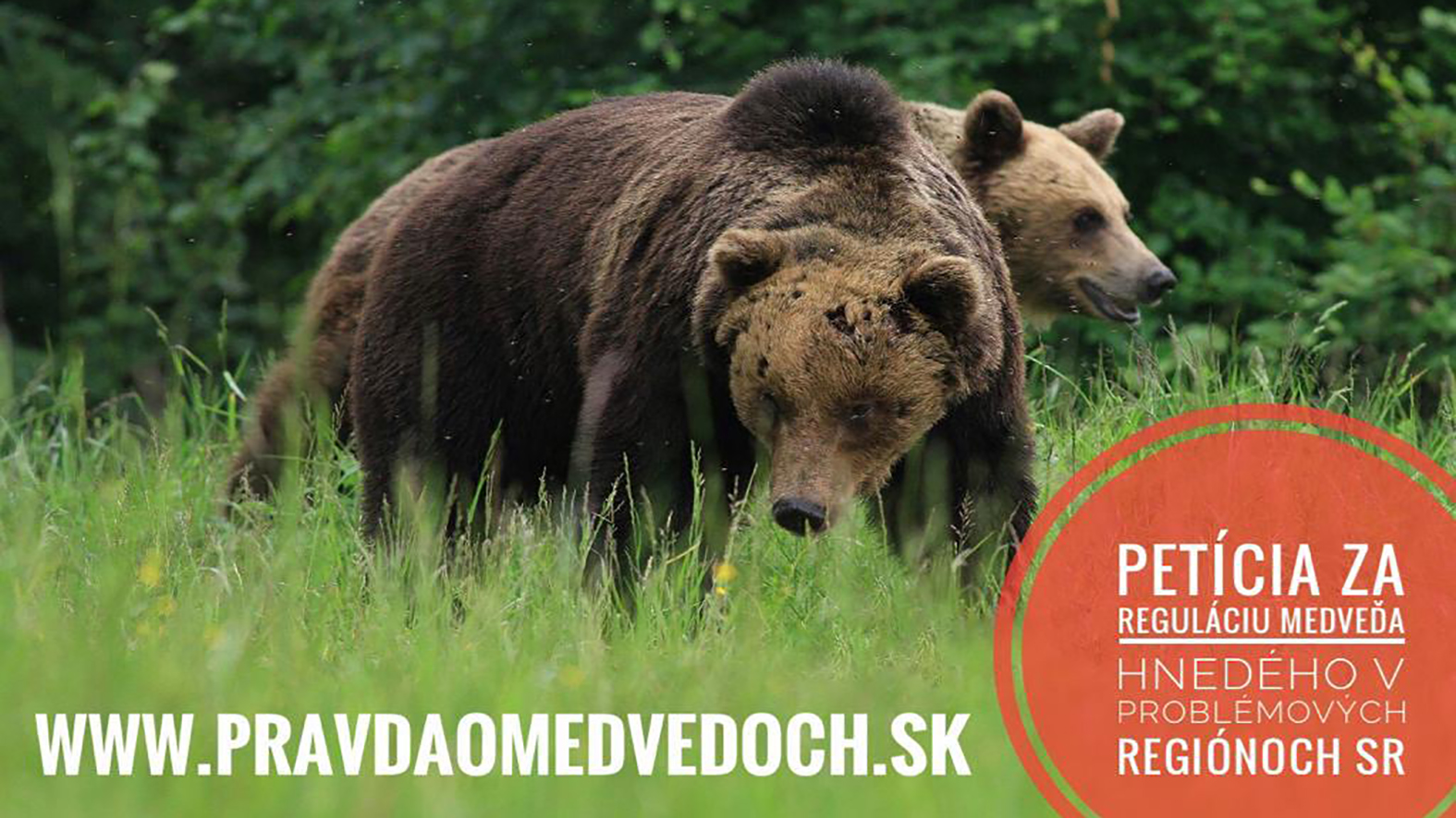 Petícia za reguláciu medveďov má už 20-tis. podpisov