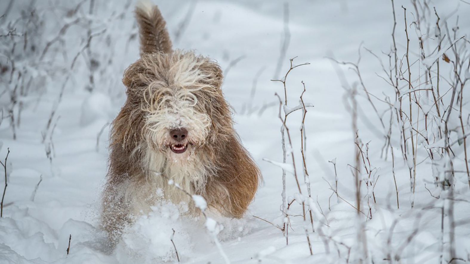 Posypová soľ je nebezpečná pre psie labky, upozorňuje veterinár  