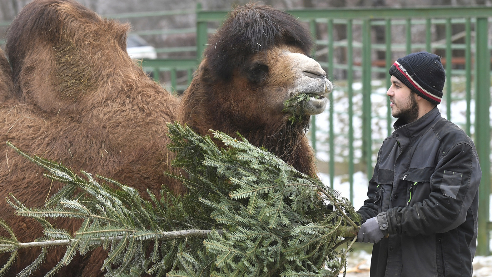 Na vianočných stromčekoch si pochutnávajú zvieratá v košickej zoo