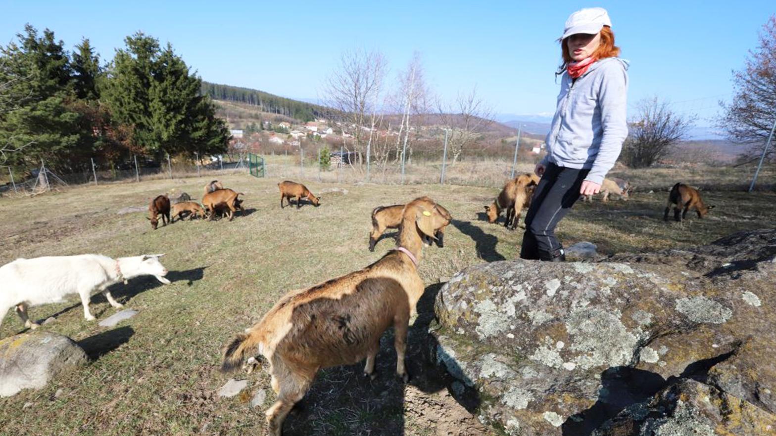 Kozy pomáhajú prežiť vzácnym rastlinám na vrchu Tarbucka