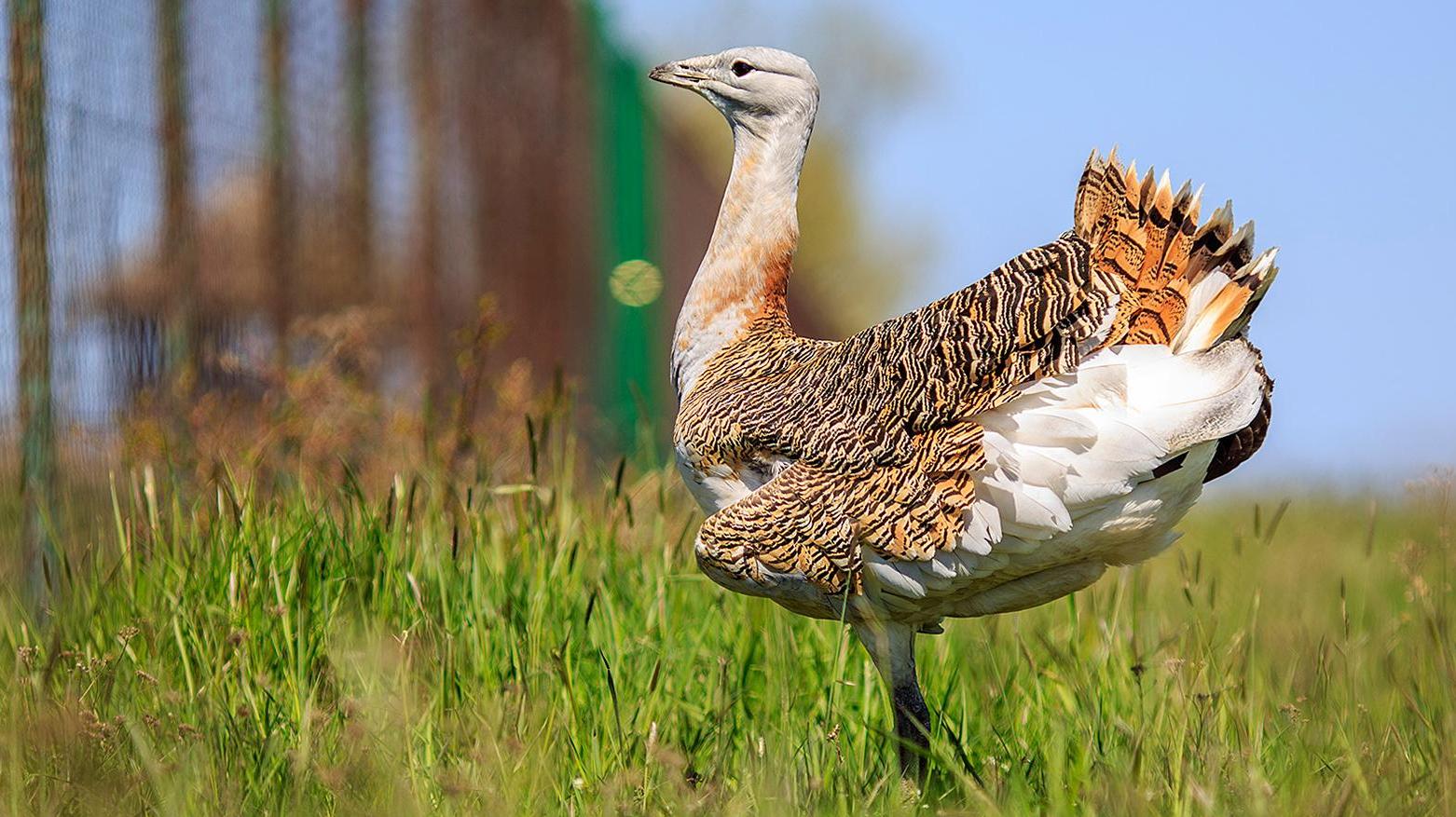 Slovensko môže prísť o dropa veľkého a sokola kobcovitého