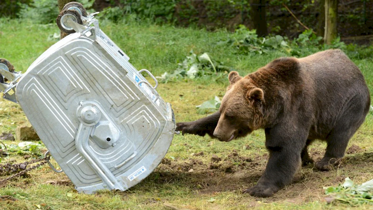 Envirorezort plánuje monitoring veľkých šeliem