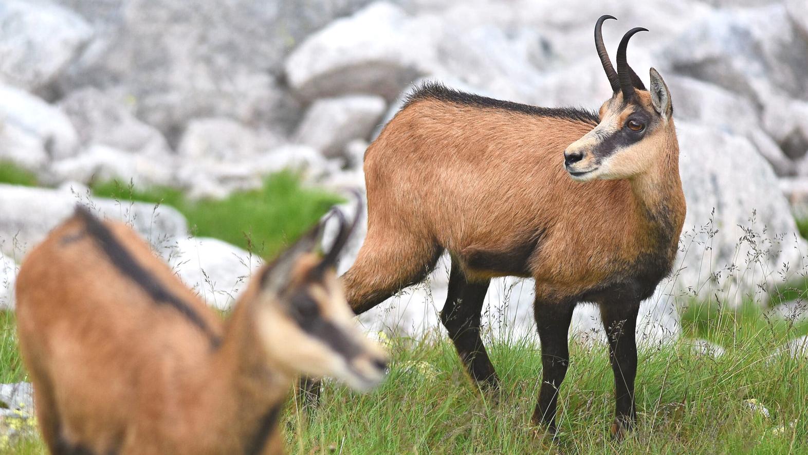 Počet kamzíkov v Tatrách oproti vlaňajšku stúpol, narátali 972 jedincov
