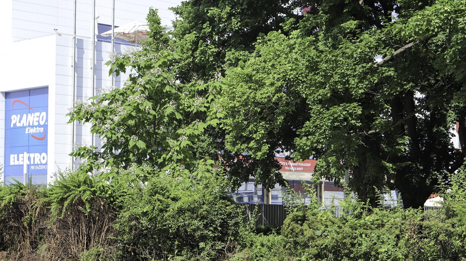 Štúrov park bude priehľadnejší a čistejší, pribudne aj nová aleja stromov