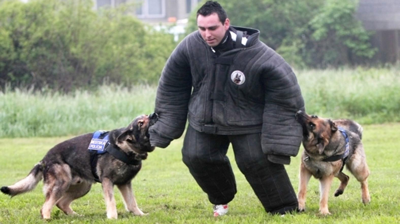 Polícia hľadá nové policajné psy