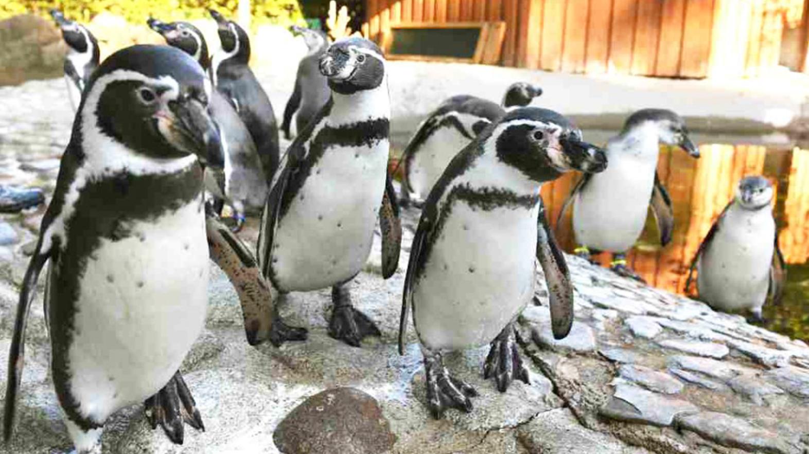 Zoo Košice privítala v júli rekordných takmer 63.000 návštevníkov