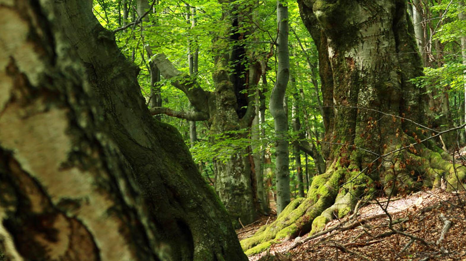 Na Slovensku sú tri súkromné prírodné rezervácie
