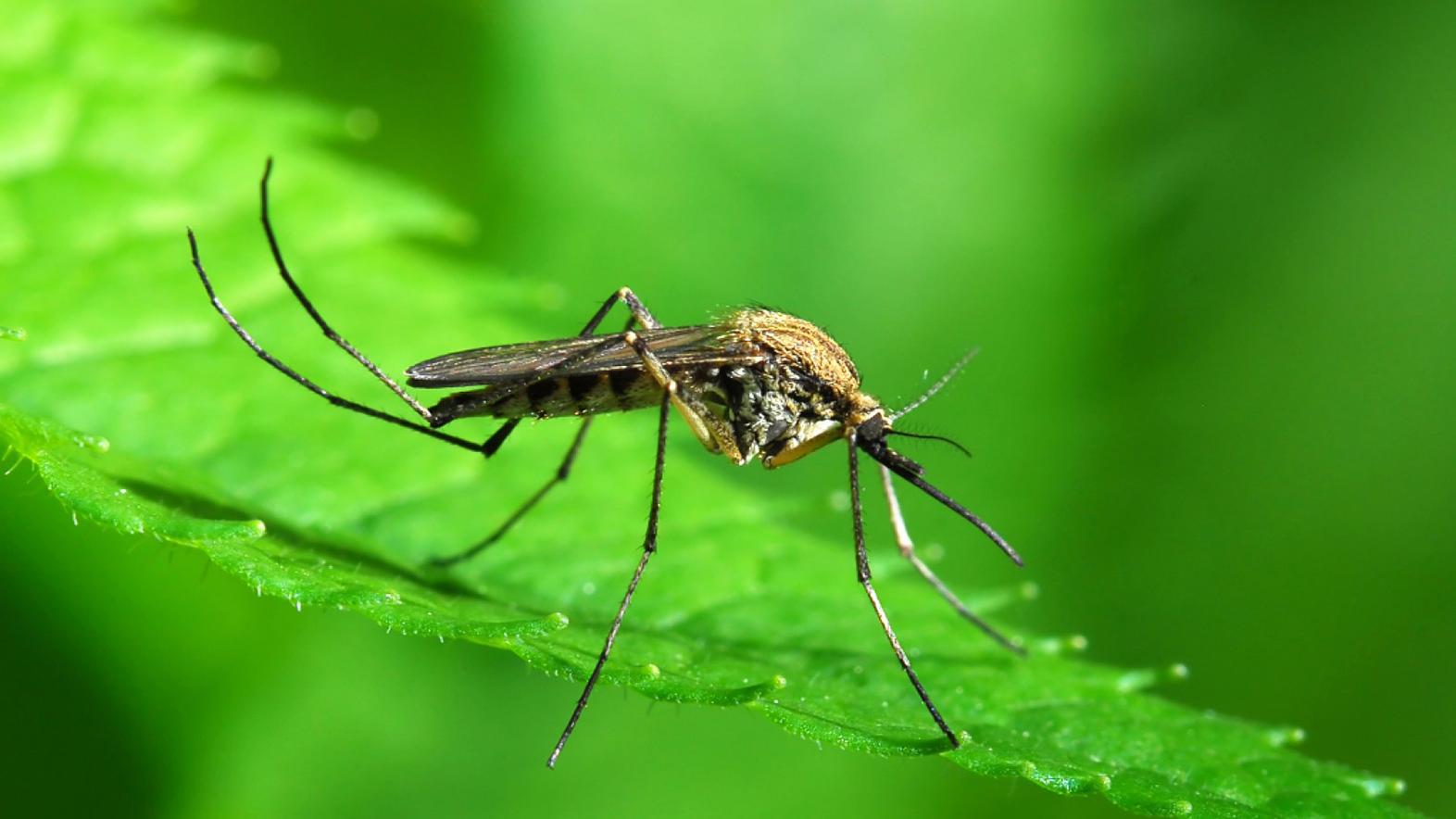 V našich podmienkach spôsobujú komárie kalamity takzvané lesné komáre