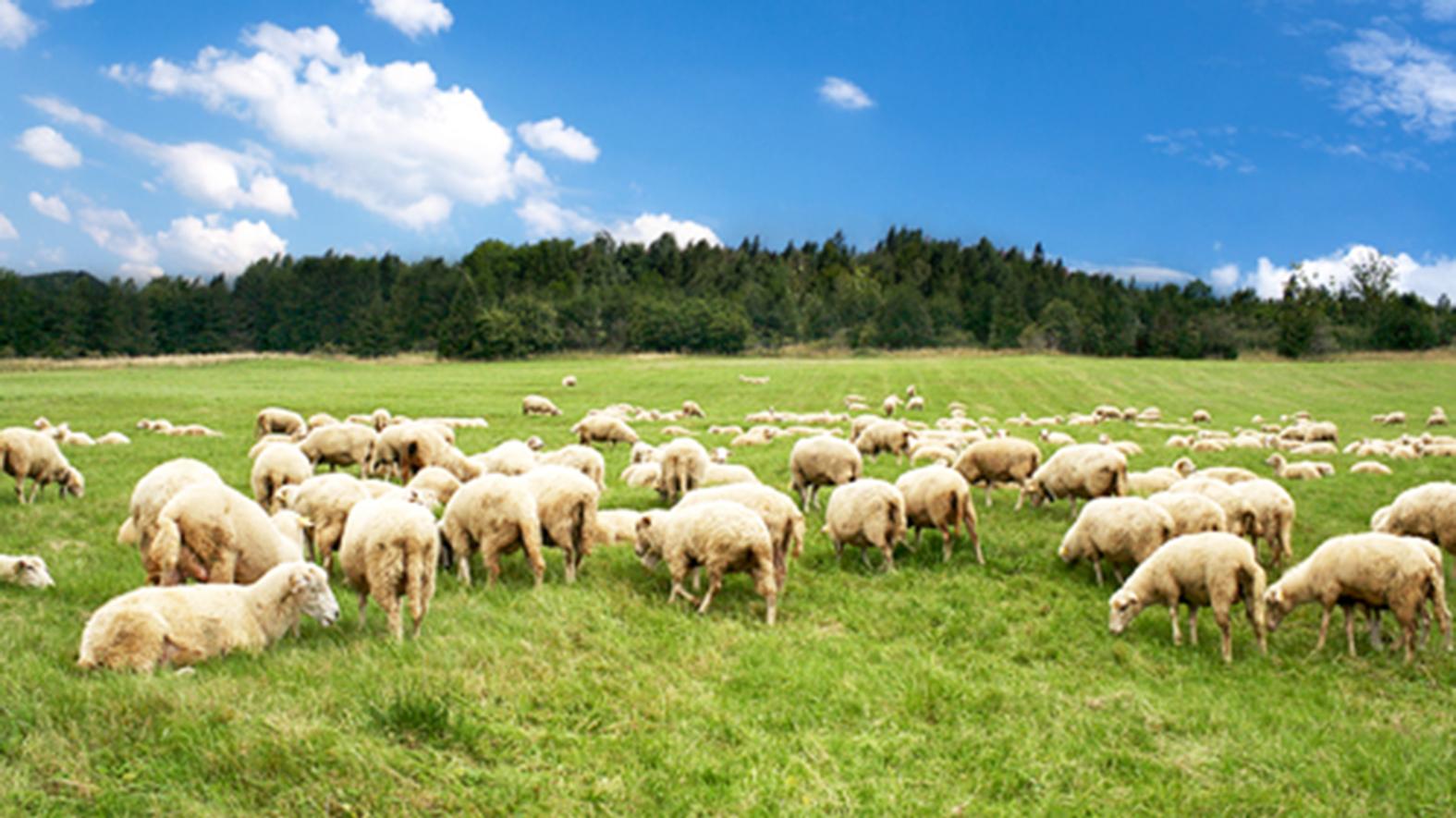 Na návrat pastvy sa zameriava medzinárodný projekt