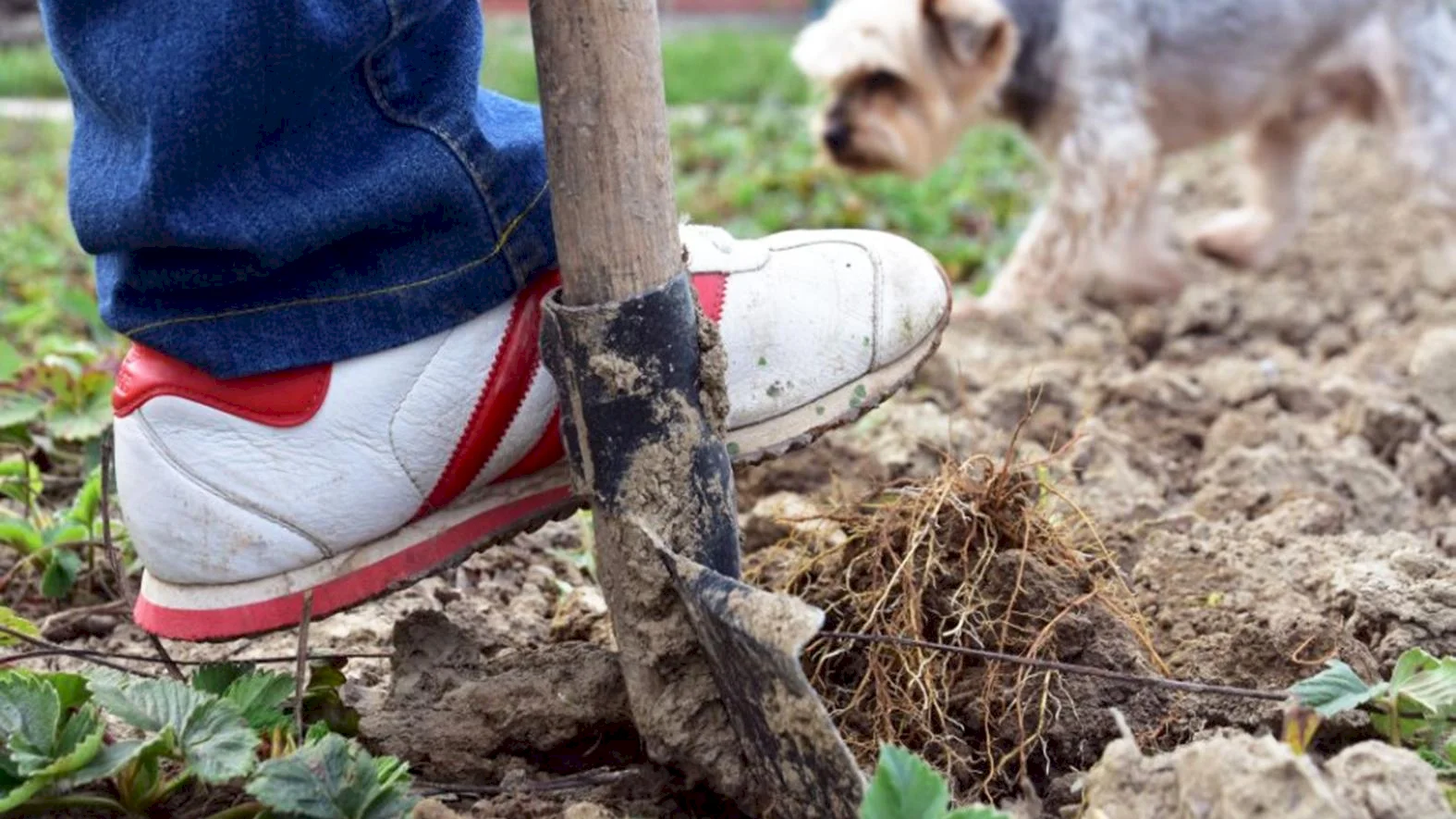 Žiar nad Hronom sa pustí do projektu záhradkárskej oblasti