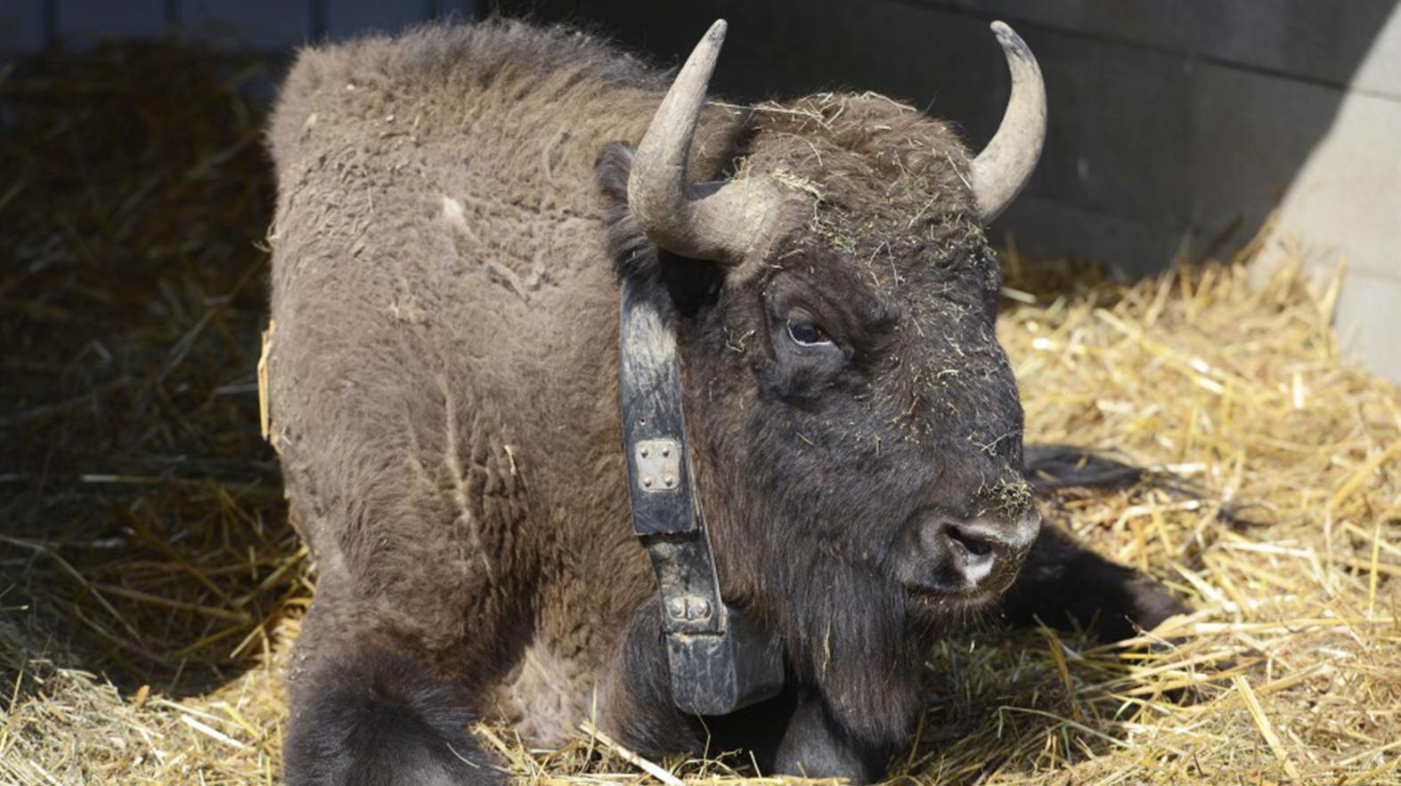 Z bratislavskej zoo previezli samicu zubra do bulharského pohoria Rodopy