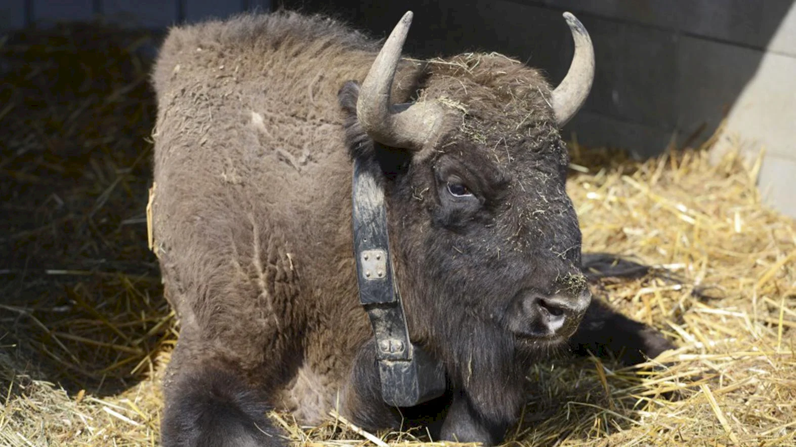 Z bratislavskej zoo previezli samicu zubra do bulharského pohoria Rodopy