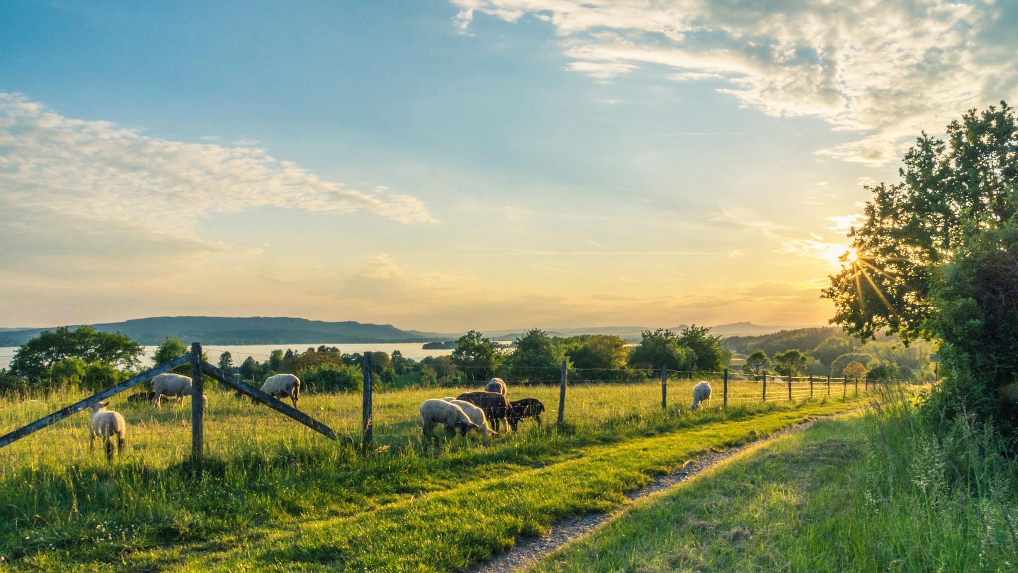 Predaj z dvora – ako legislatívne podporiť farmárov?
