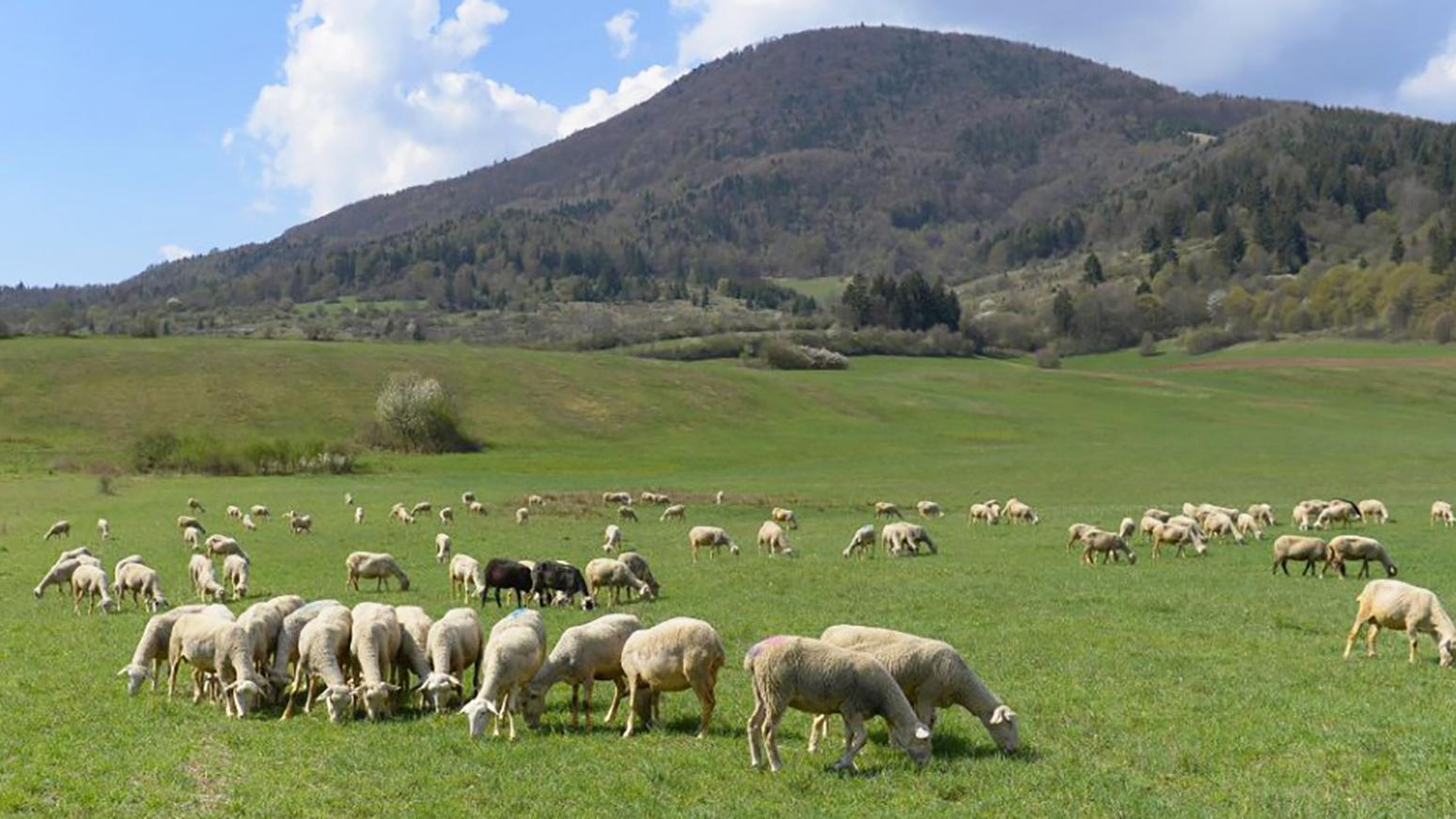 MŽP SR Poskytne dva roky na zabezpečenie ovčích a kozích stád