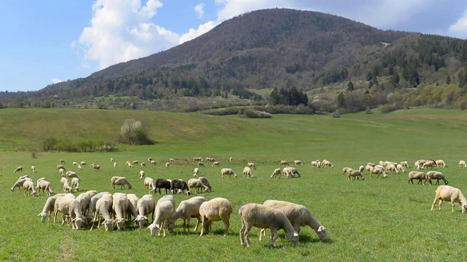 MŽP SR Poskytne dva roky na zabezpečenie ovčích a kozích stád