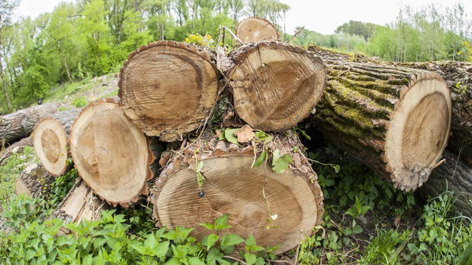 Správa TANAP-u sa o výrube ochranného pásma lesa dozvedela po jeho vyrúbaní