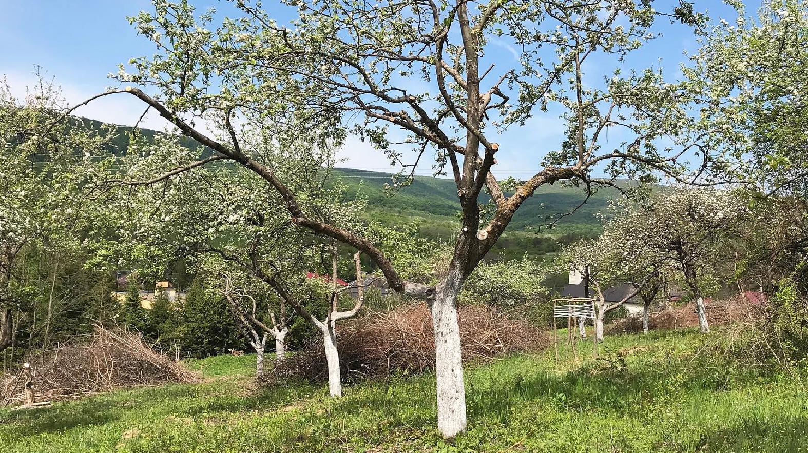 Pod Vihorlatským pohorím ožívajú verejné ovocné sady