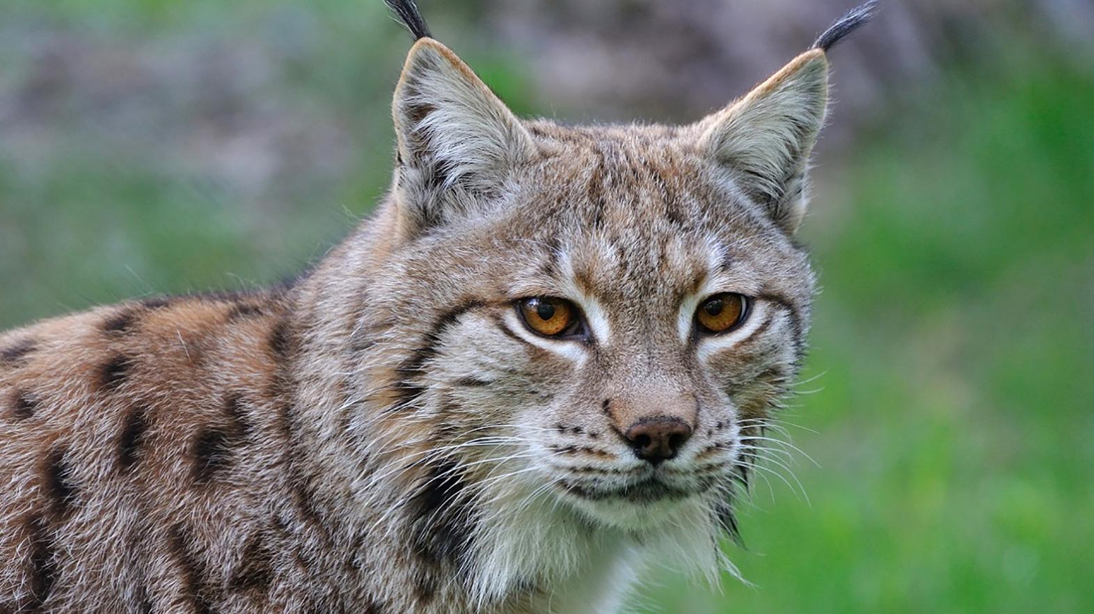 Dvojica rysov z bojnickej zoo našla nový domov v slovinskom národnom parku
