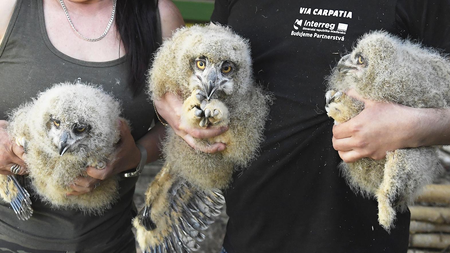 Košická zoo ako prvá na Slovensku odchovala mláďatá výra západosibírskeho
