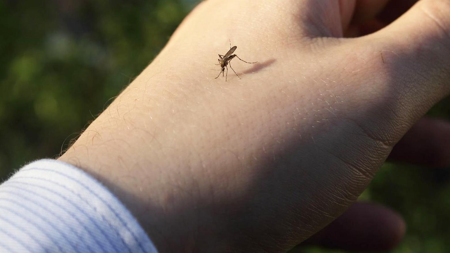V SR zaznamenali ázijského invázneho komára Aedes japonicus japonicus