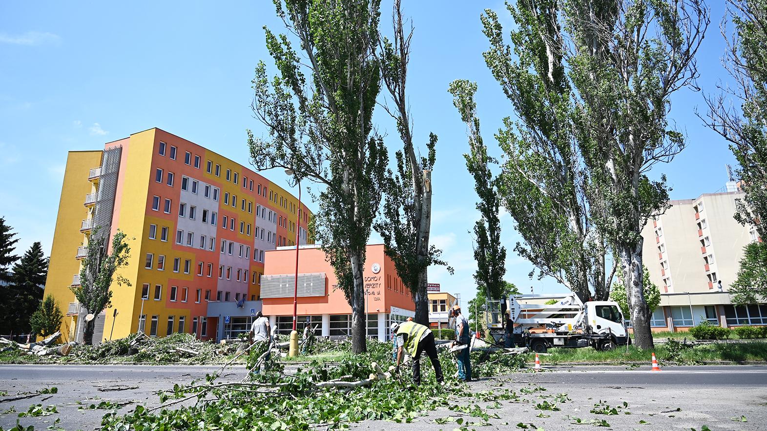 V Trnave pilujú stromovú aleju na Rybníkovej ulici