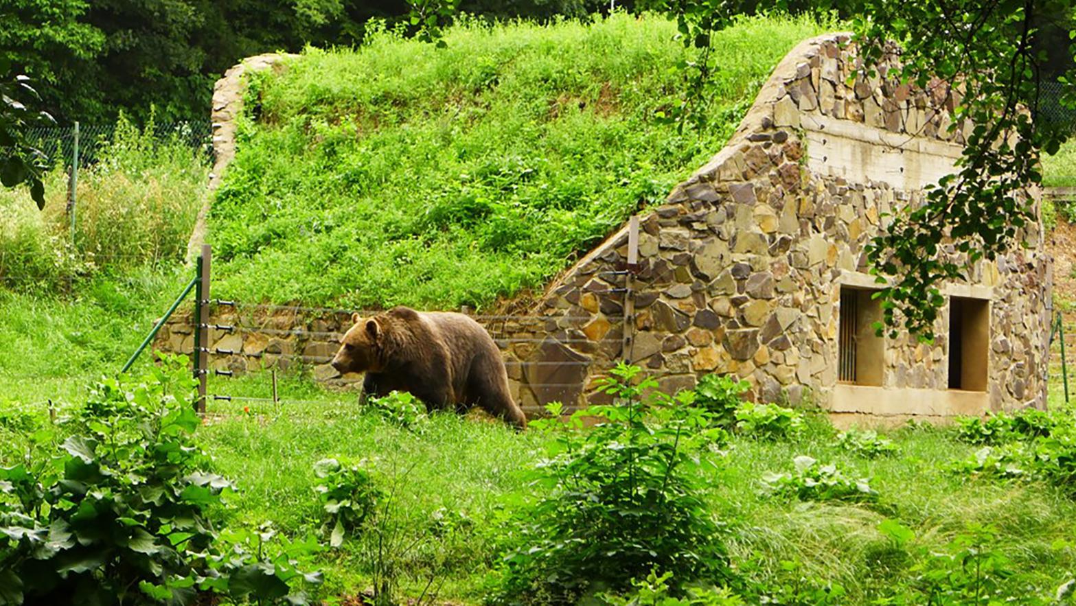 Medveď v košickej zoo počas experimentu napokon prekonal psychologickú bariéru