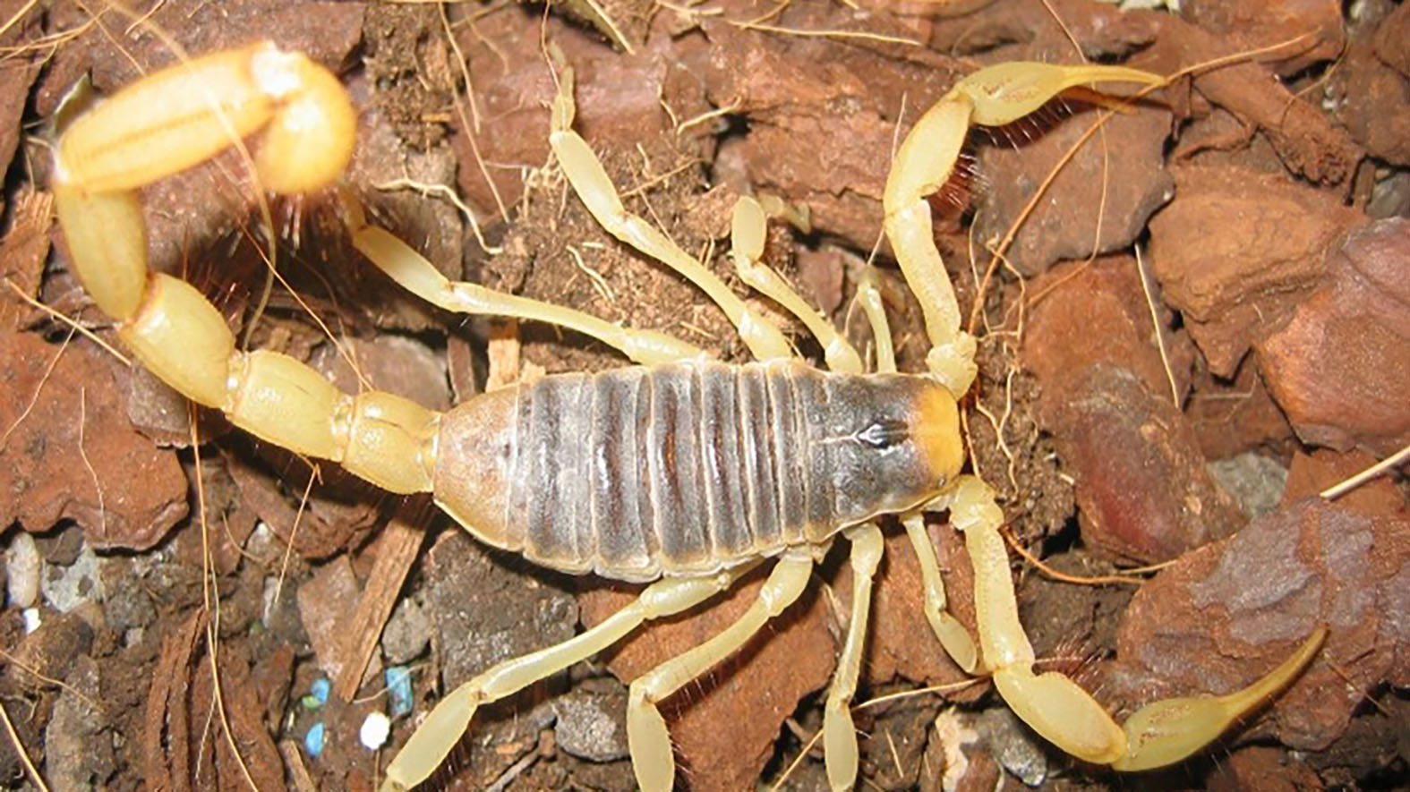 Výstava Fascinujúci svet pavúkov a škorpiónov v Tihányiovskom kaštieli