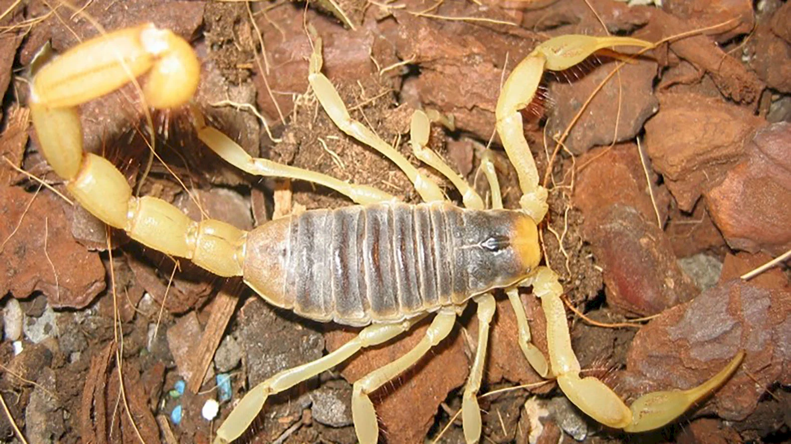 Výstava Fascinujúci svet pavúkov a škorpiónov v Tihányiovskom kaštieli