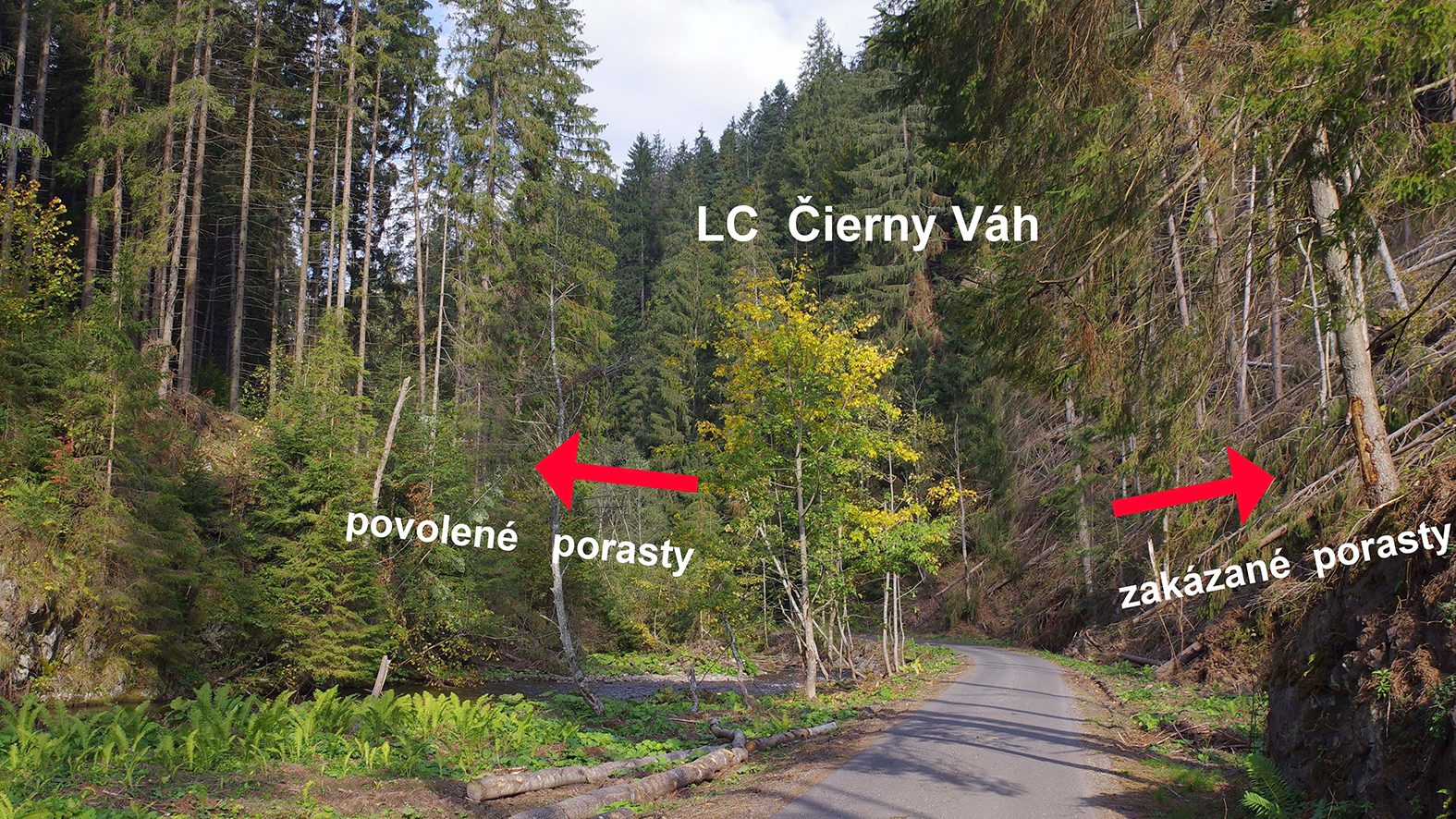 Lesníci chcú spracovať stromy po vetrovej kalamite. Ochranári im v tom bránia